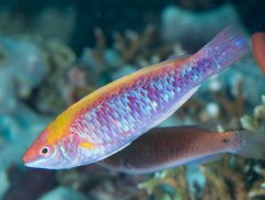 c.lubbocki
