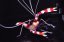 stenopus hispidua1