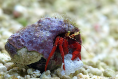 Clibanarius rutilus