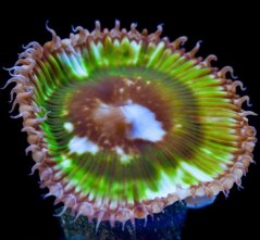 Protopalythoa grandis PSYCHEDELIC GREEN