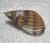Nassarius reticulatus