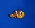 Amphiprion ocellaris