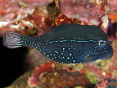 Ostracion solorensis - samec