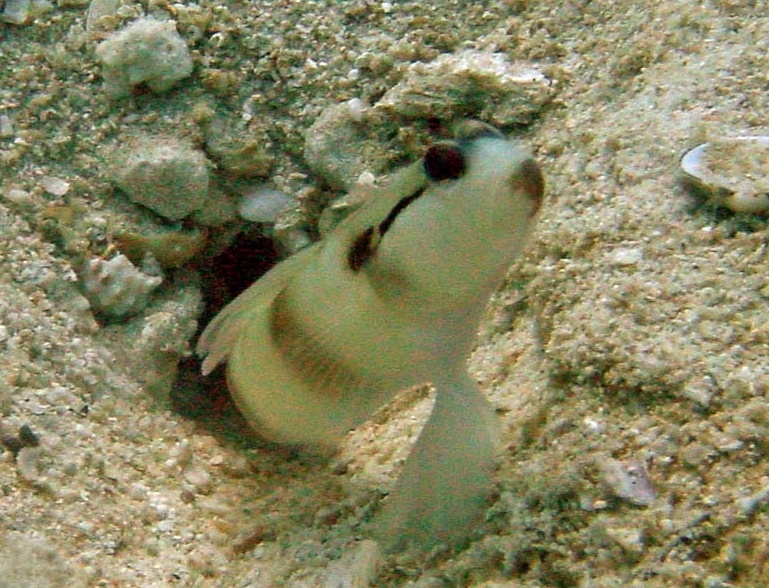 Amblyeleotris gymnocephala4