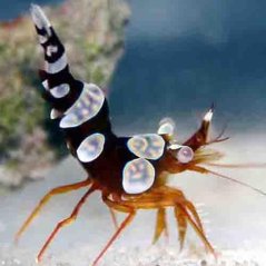 thor amboinensis