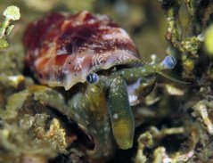 c. mutabile