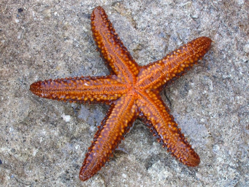 echinaster spinulosus