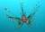Pterois volitans 8-10 cm