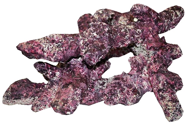 real reef13