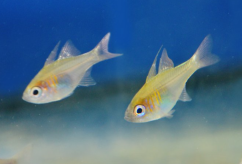 Zoramia leptacana