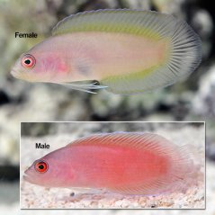 Pseudoplesiops typus