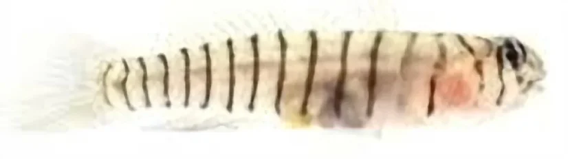 Elacatinus macrodon