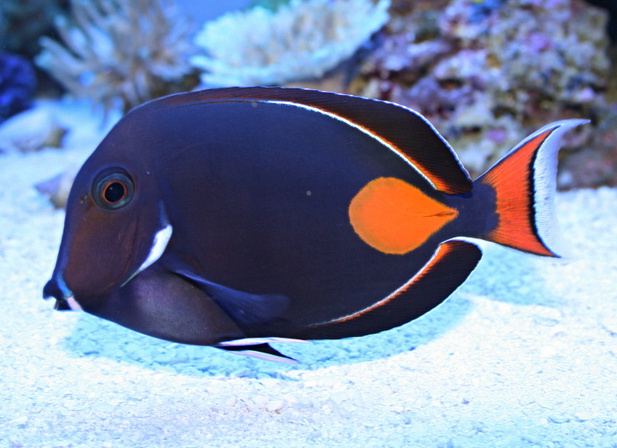 acanthurus achilles 6