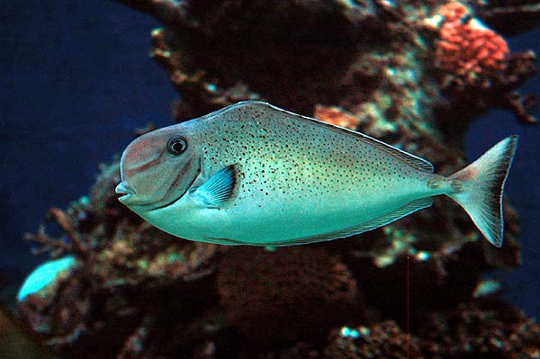 Naso tuberosus