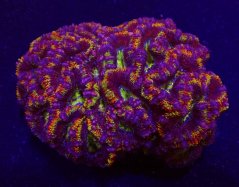 Acanthastrea lordhowensis RAINBOW ULTRA speciálně vybraná WISH7