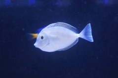 Naso tonganus