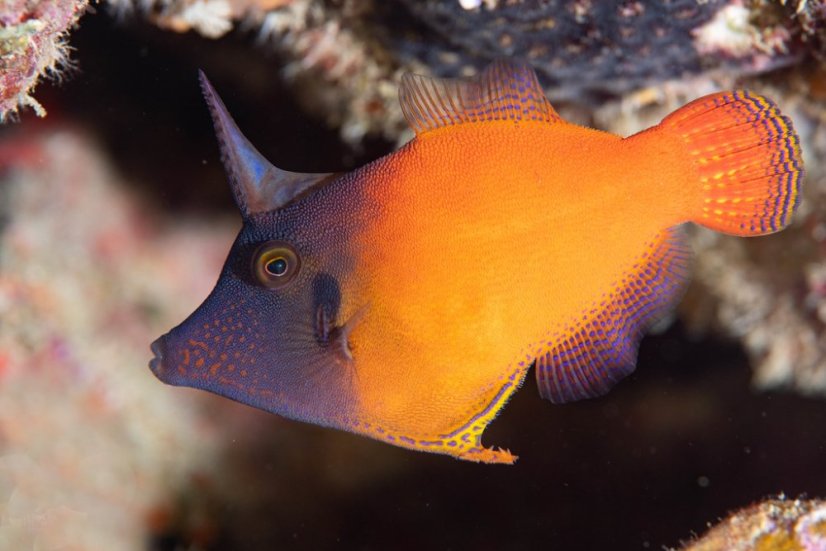 pervagor melanocephalus1