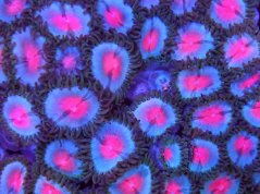Zoanthus MIAMI VICE