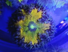 Epicystis crucifer ULTRA (Rock flower anemone)
