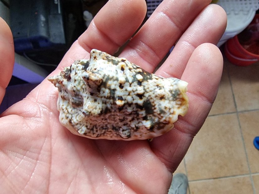 Strombus lentigosus
