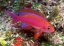 pseudanthias randalli2