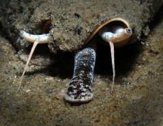 strombus alatus4