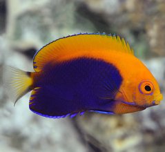 Centropyge acanthops