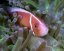 amphiprion perideraion4