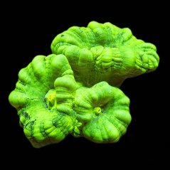Caulastrea furcata NEON GREEN