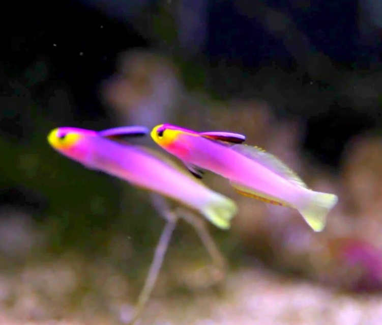 nemateleotris helfrichi3