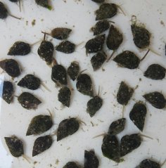 Nassarius sp.II