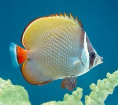 Chaetodon collare e frequente nell Indo Pacifico c Giuseppe Mazza