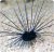 Diadema setosum