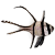 Apogonidae