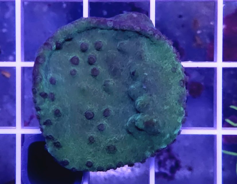 Turbinaria stellulata GREEN/PURPLE