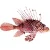 Scorpaenidae