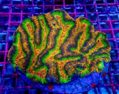 lobophyllia sp. ultra premiu W003