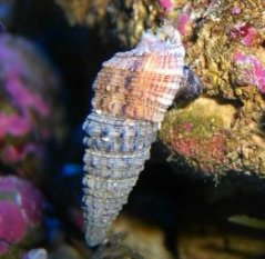 Cerithium echinatum