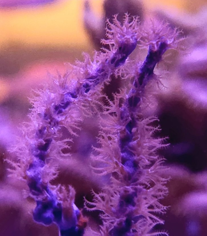 Pseudopterogorgia elisabethae