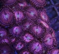 Zoanthus ALIEN EXPLOSION