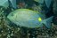 siganus lineatus1