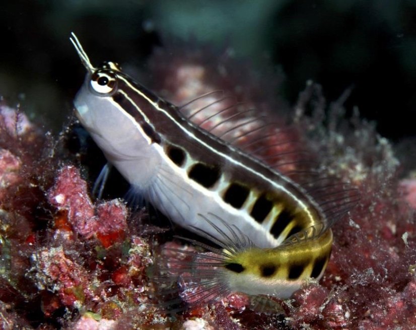 lineatus3