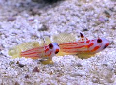 Stonogobiops yasha