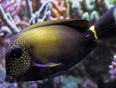 Acanthurus maculiceps7