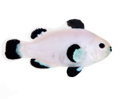 Amphiprion ocellaris SNOW STORM