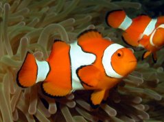 Amphiprion percula