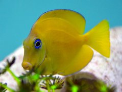 Acanthurus coeruleus