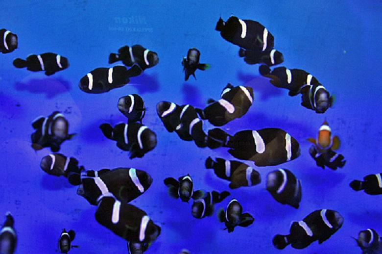 amphiprion polymnus3
