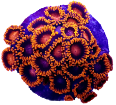 Clipped image 20240323 153105