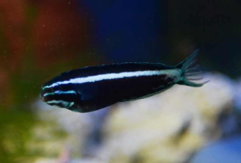 Meiacanthus kamoharai